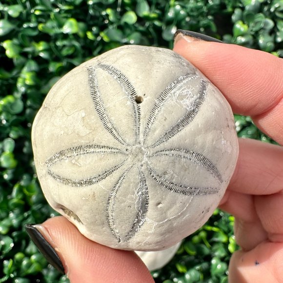 Sea Biscuit Fossils - 3 Pack, Various Sizes - Picture 2 of 4